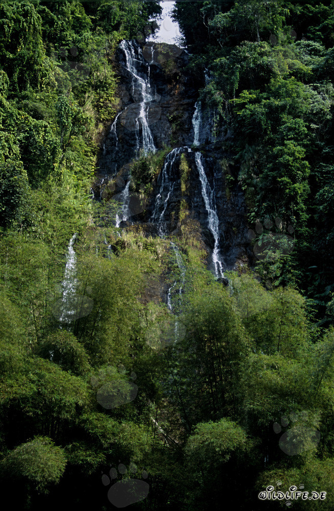 Cascada idílica y bambú en la exuberante selva tropical de Viti Levu, Fiyi
