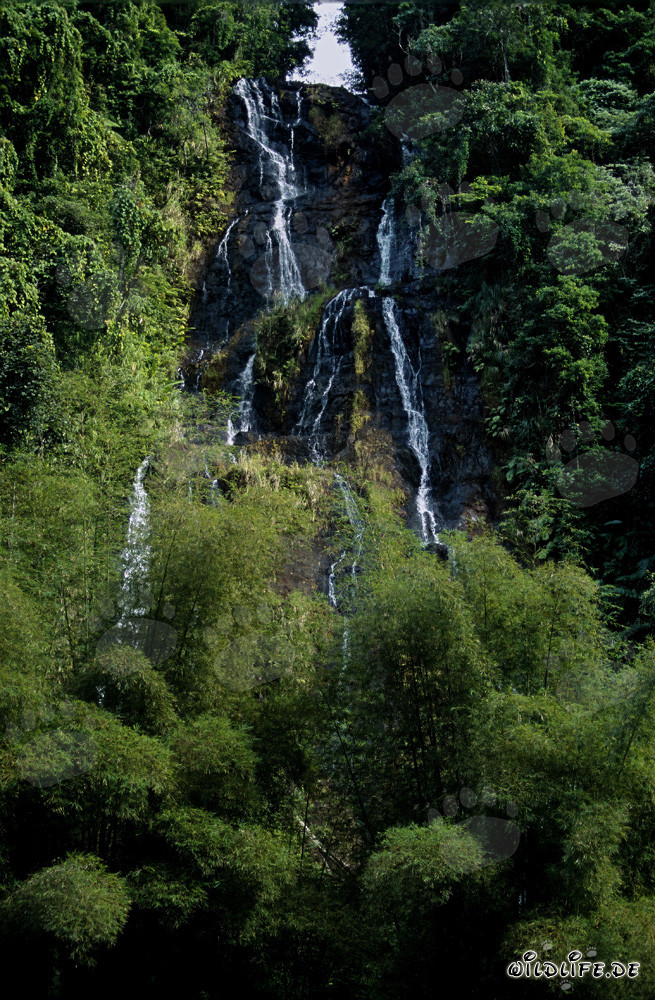 Cascade idyllique et bambou dans la luxuriante forêt tropicale de Viti Levu, Fidji