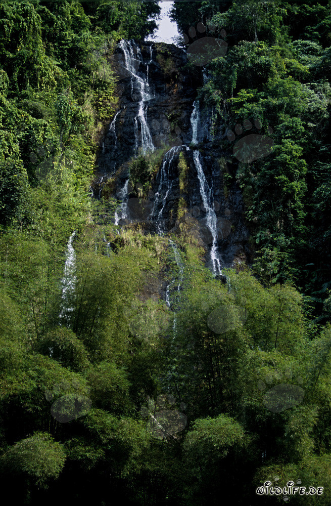 Cascata idilliaca e bambù nella lussureggiante foresta pluviale di Viti Levu, Figi