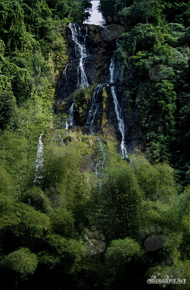 Idyllic Waterfall and Bamboo in the Lush Rainforest of Viti Levu, Fiji