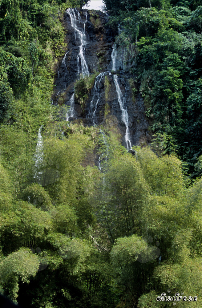Cascada majestuosa en la exuberante selva tropical de Fiji