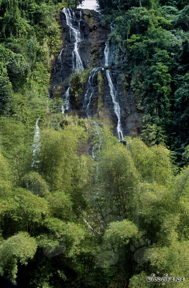 Maestoso cascata nella lussureggiante foresta pluviale di Fiji