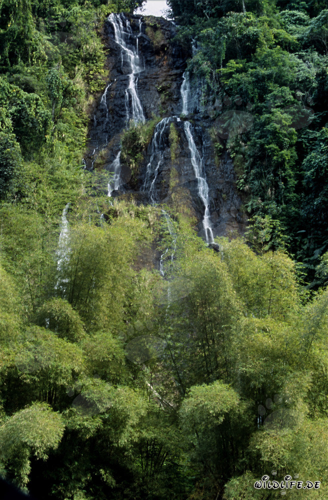 Chute d'eau majestueuse dans la luxuriante forêt tropicale de Fidji