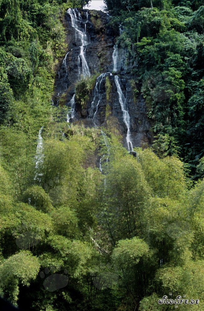 Majestätischer Wasserfall im üppigen Regenwald von Fiji