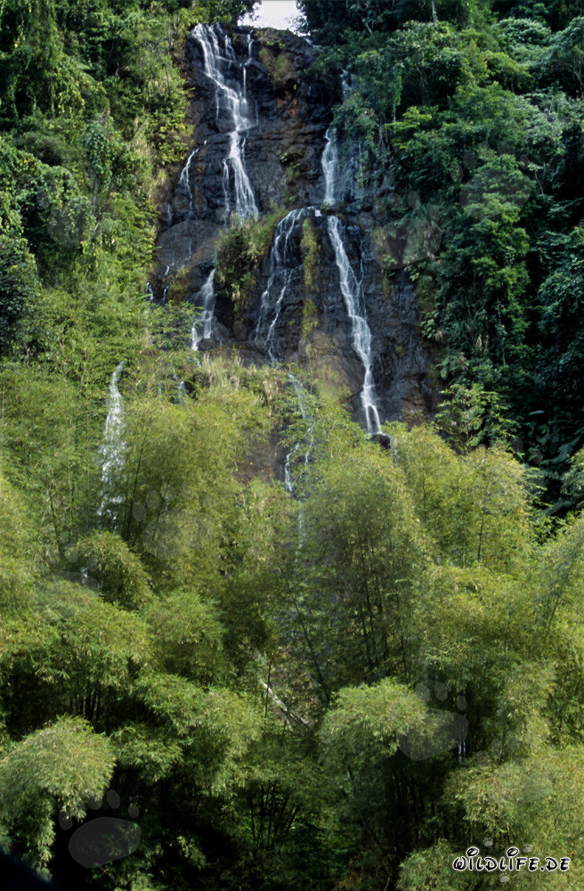 Majestic Waterfall in the Lush Rainforest of Fiji
