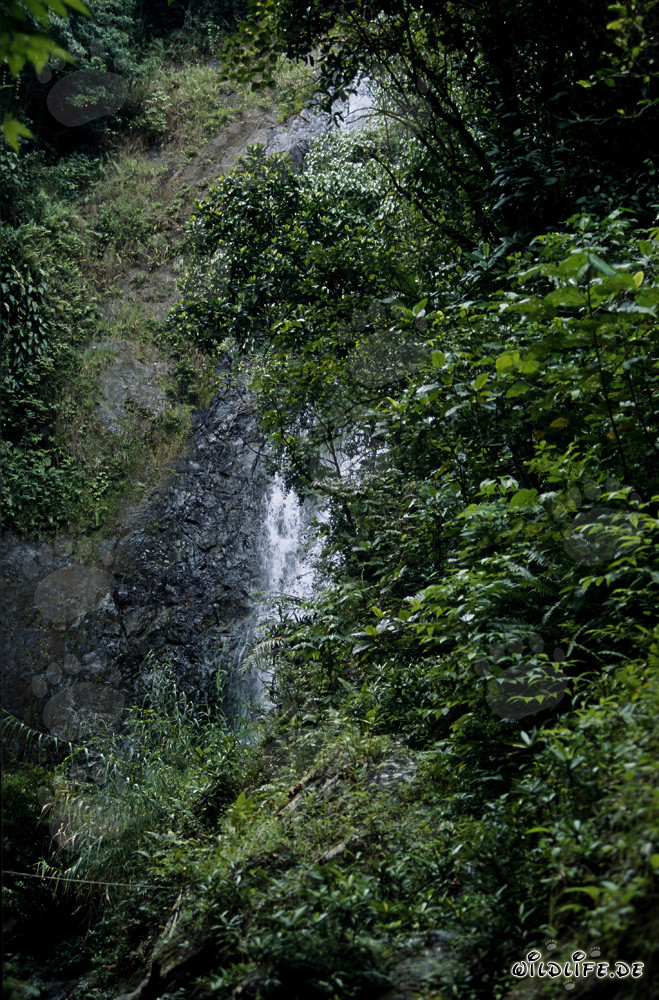 Cascada majestuosa en la exuberante selva tropical de Fiji