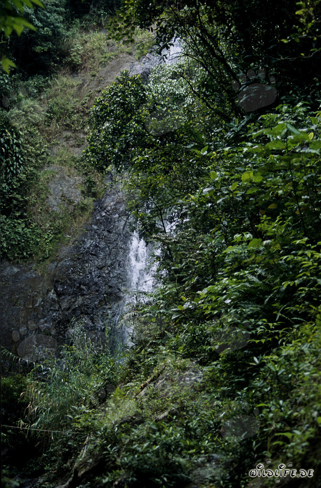 Cascade majestueuse dans la luxuriante forêt tropicale de Fidji