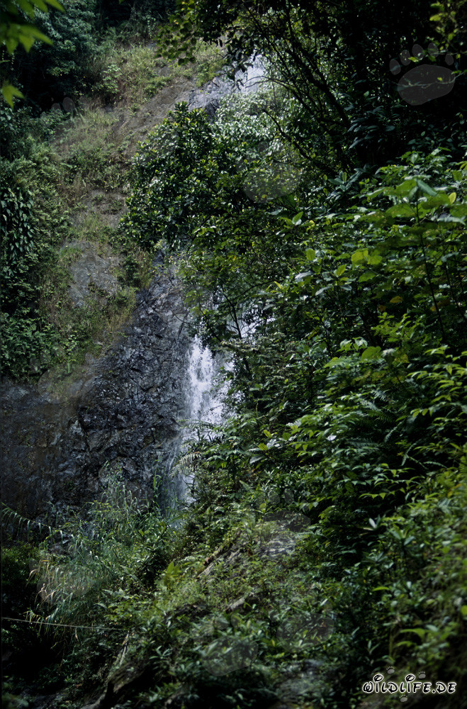 Cascata maestosa nella lussureggiante foresta pluviale di Fiji