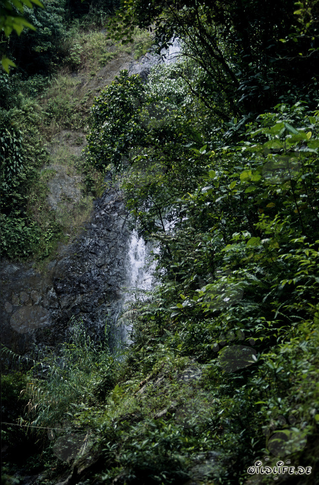 Majestätischer Wasserfall im üppigen Regenwald von Fiji