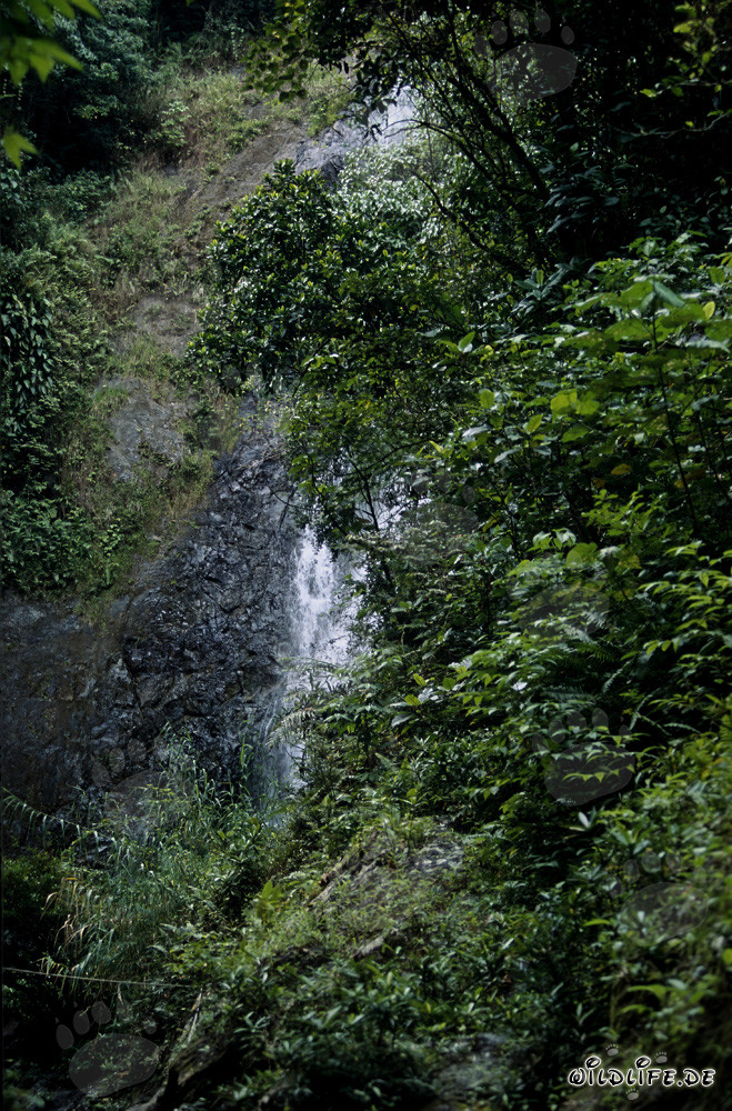 Majestic Waterfall in the Lush Rainforest of Fiji