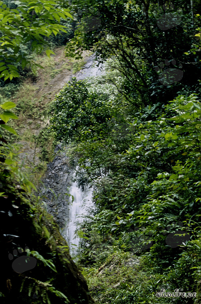 Cascada majestuosa en la exuberante selva tropical de Fiji
