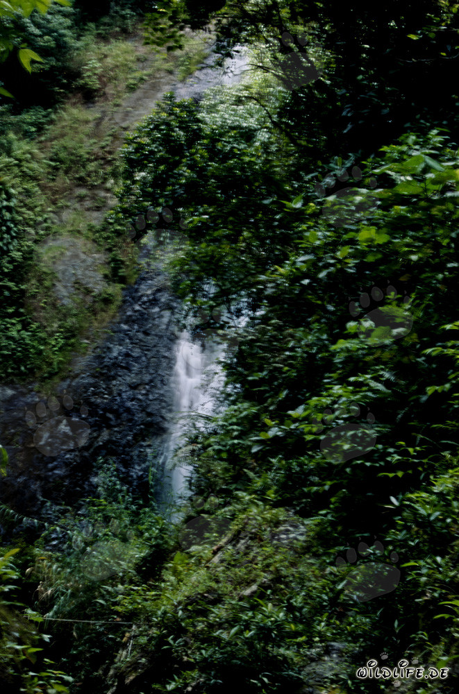 Cascada majestuosa en la densa selva tropical de Fiji