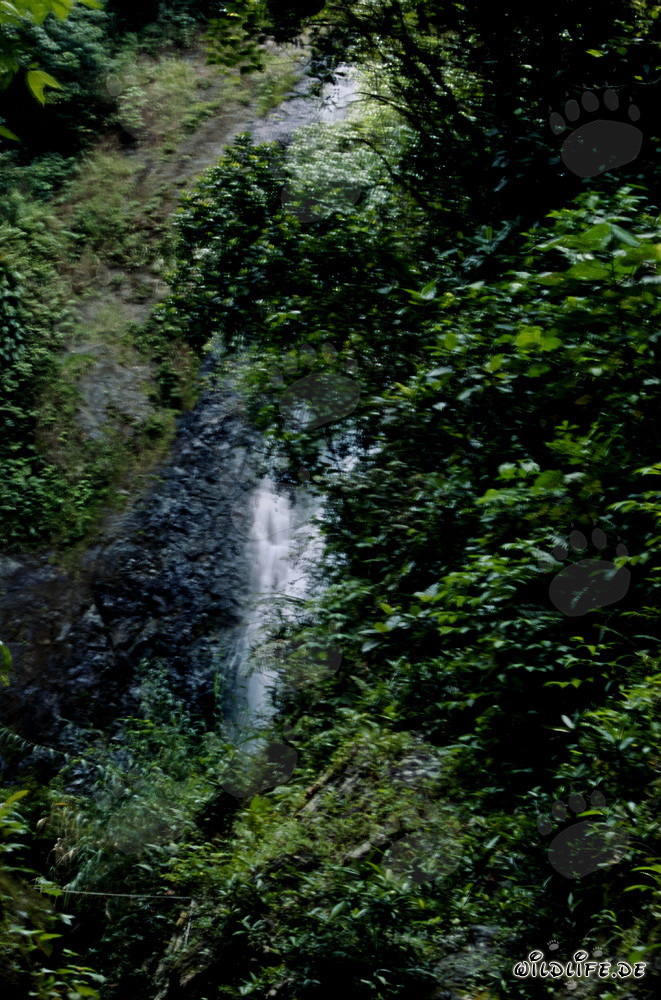 Maestoso cascata nella fitta foresta pluviale di Fiji