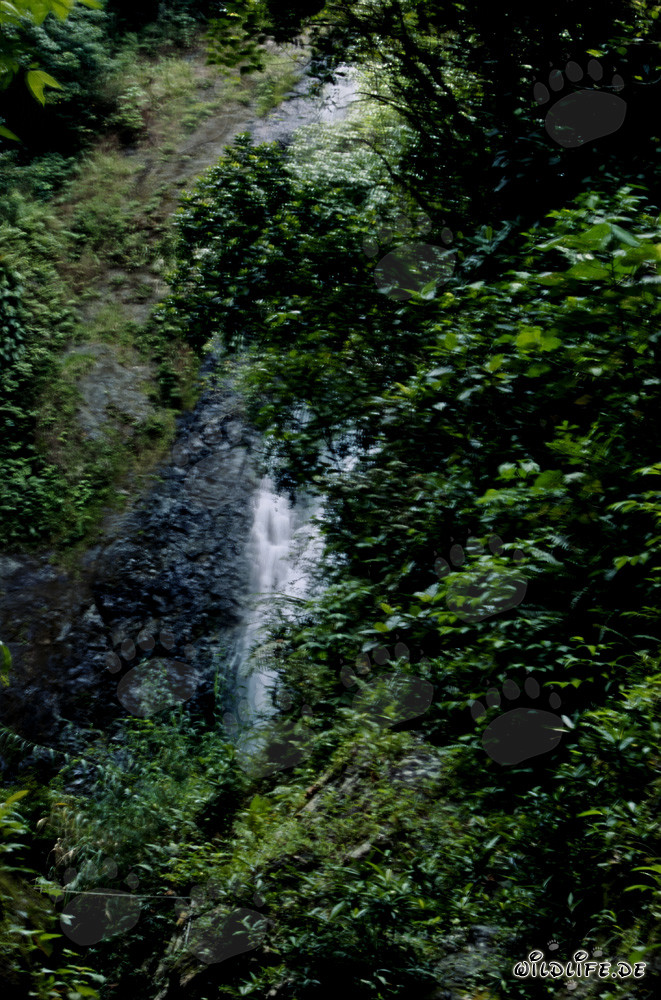 Chute d'eau majestueuse dans la dense forêt tropicale de Fidji
