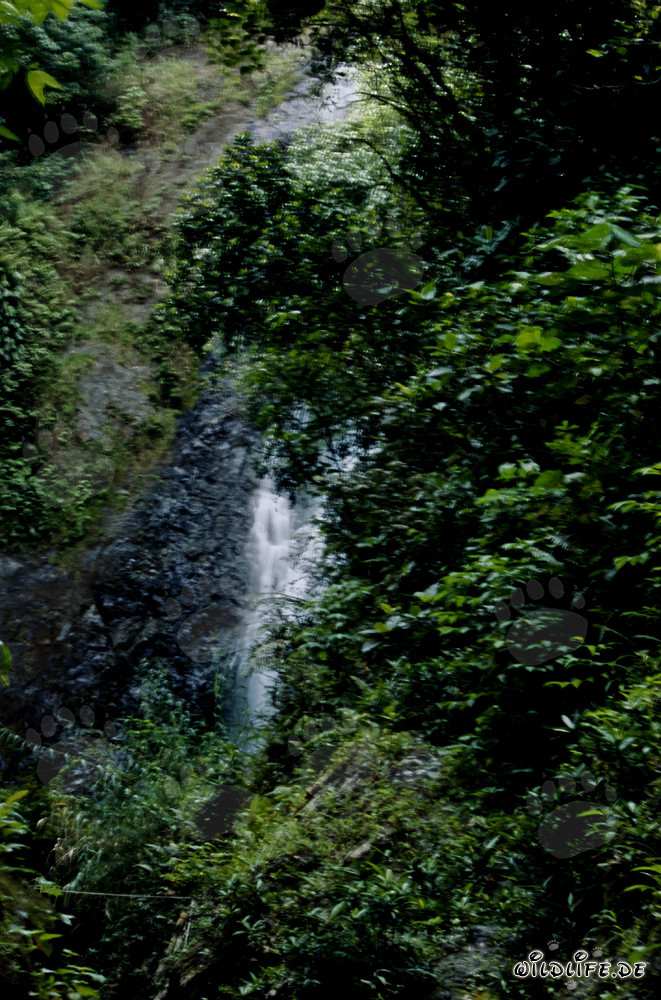 Majestätischer Wasserfall im dichten Regenwald von Fiji