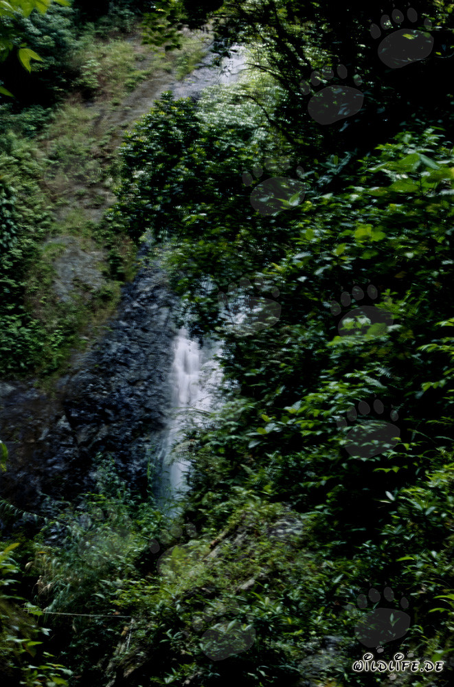 Majestic Waterfall in the Dense Rainforest of Fiji