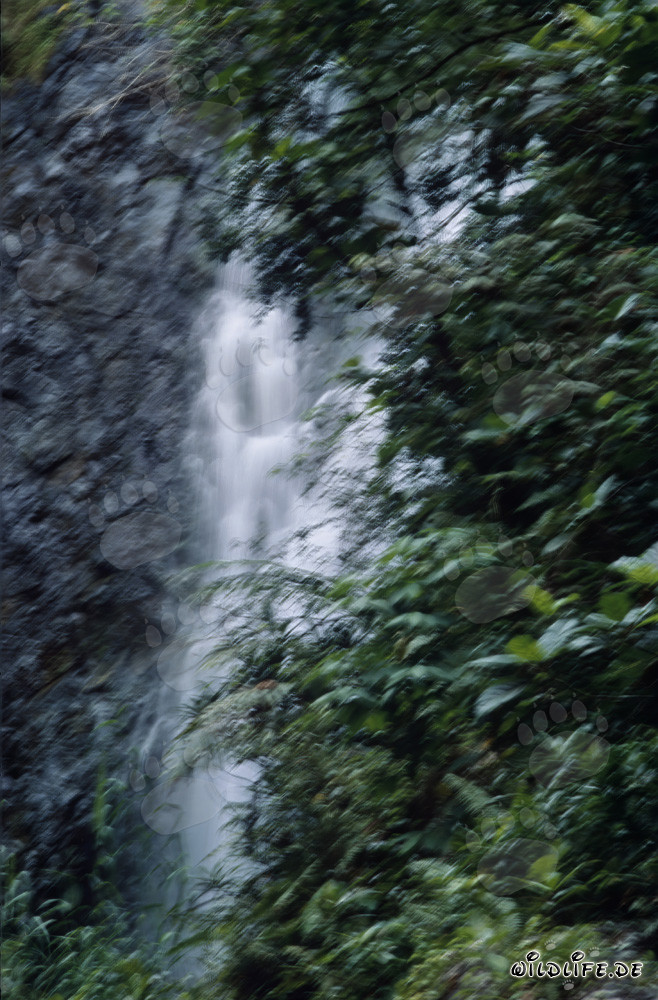 Cascada majestuosa en la exuberante selva tropical de Fiyi