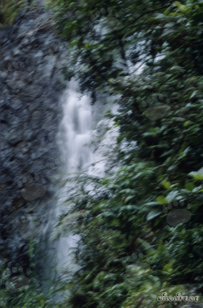 Cascata maestosa nella lussureggiante foresta tropicale di Figi