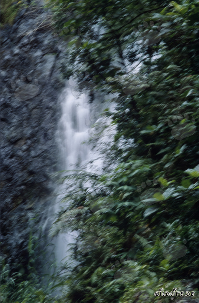 Majestätischer Wasserfall im üppigen Tropenwald von Fidschi