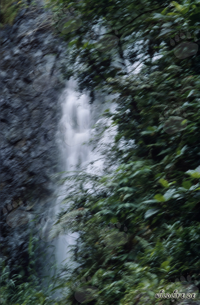 Majestic waterfall in the lush tropical rainforest of Fiji