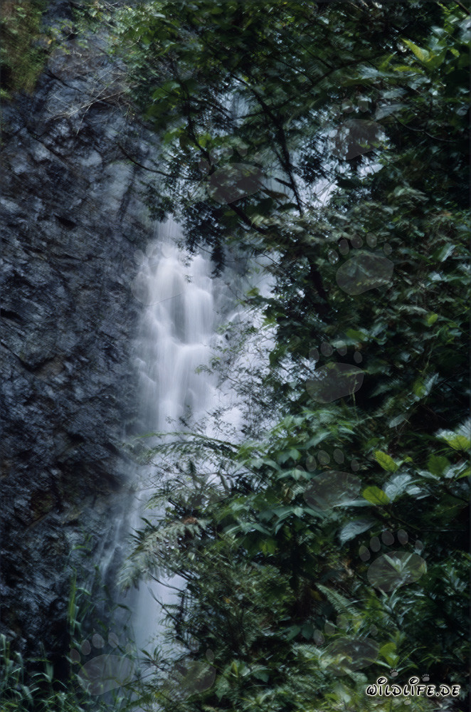 Cascada pintoresca en la exuberante selva tropical de Fiji