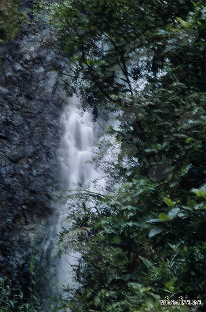 Pittorica cascata nella lussureggiante foresta pluviale di Fiji