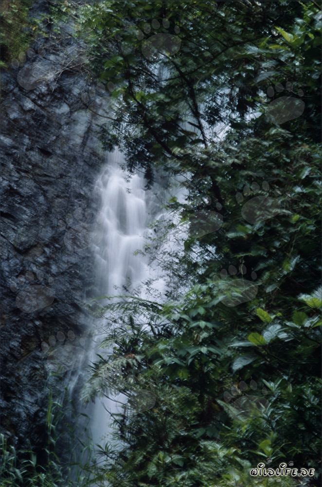 Chute d'eau pittoresque dans la luxuriante forêt tropicale de Fidji