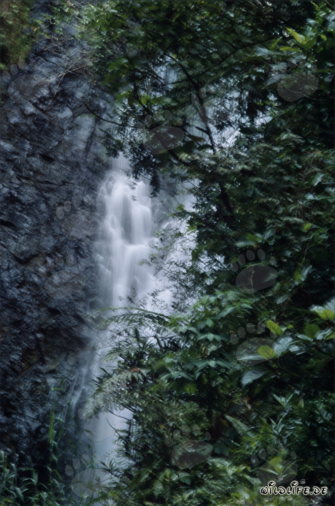 Picturesque Waterfall in the Lush Rainforest of Fiji