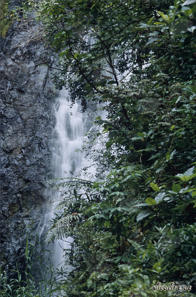 Cascada pintoresca en la selva tropical de Fiji