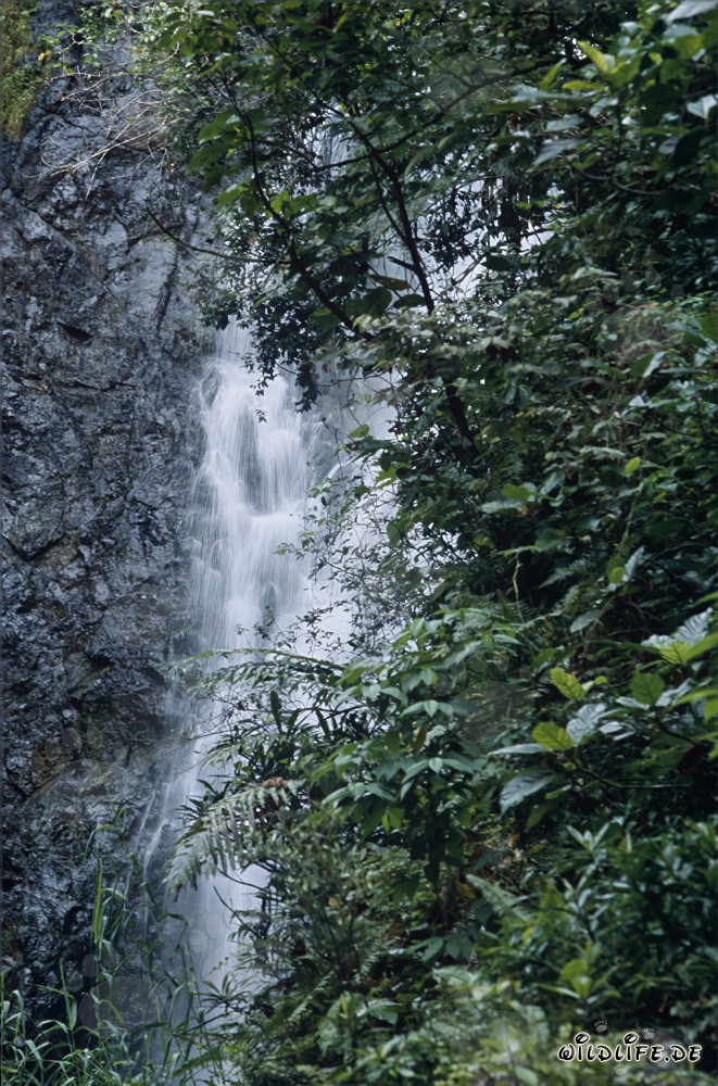 Cascata pittoresca nella foresta pluviale di Fiji