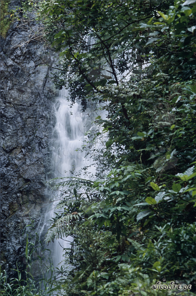 Chute d'eau pittoresque dans la forêt tropicale de Fidji