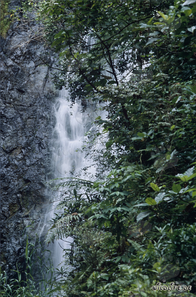 Malerischer Wasserfall im Regenwald von Fiji