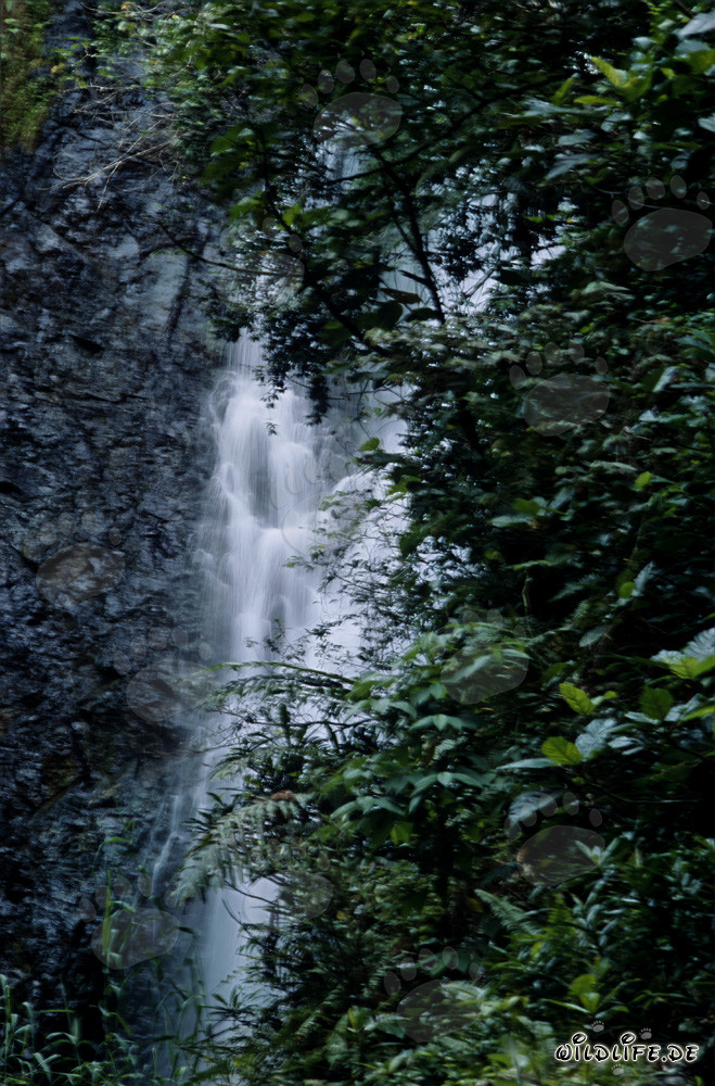 Cascada idílica en la exuberante selva de Viti Levu, Fiyi