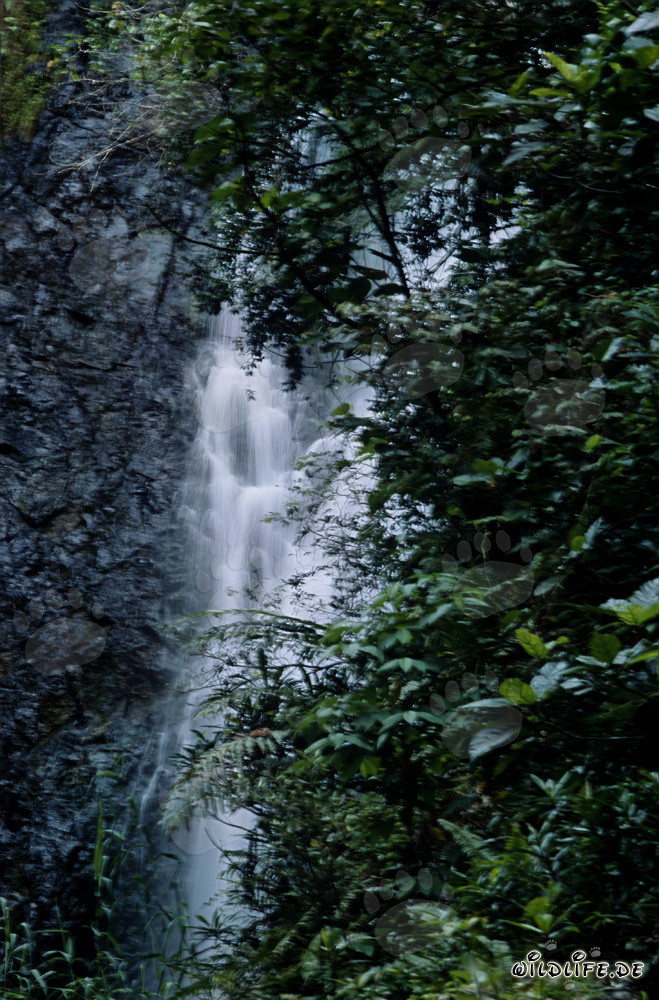 Idilliaca cascata nella lussureggiante foresta pluviale di Viti Levu, Figi