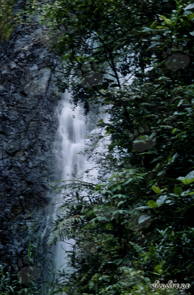 Chute d'eau idyllique dans la luxuriante forêt tropicale de Viti Levu, Fidji
