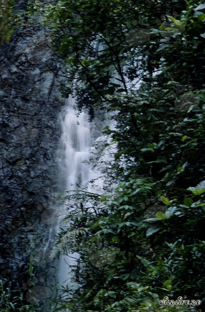 Idyllic Waterfall in the Lush Jungle of Viti Levu, Fiji
