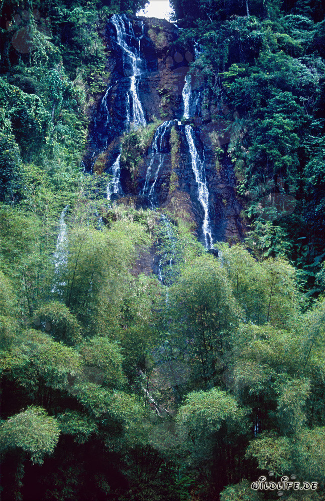 Cascada majestuosa en la exuberante selva tropical de Fiji