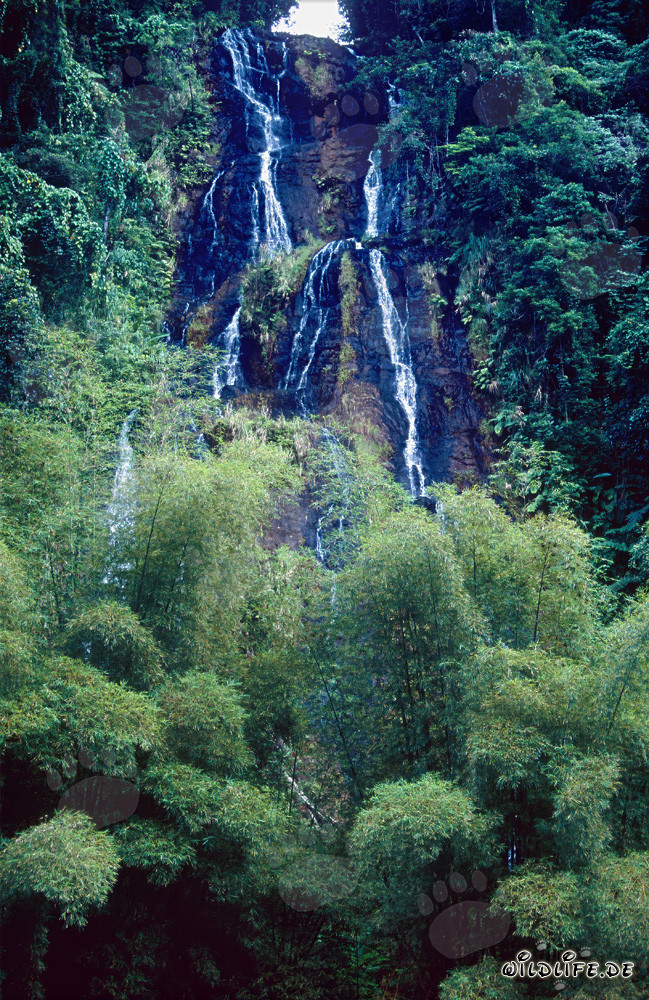 Chute d'eau majestueuse dans la luxuriante forêt tropicale de Fidji