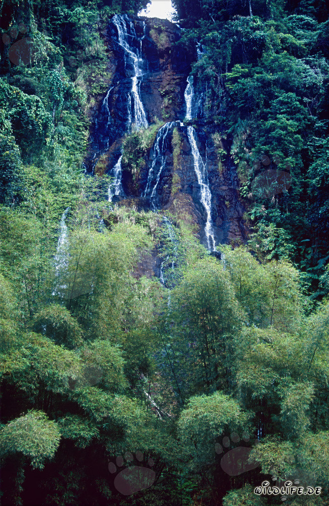 Majestic Waterfall in the Lush Rainforest of Fiji