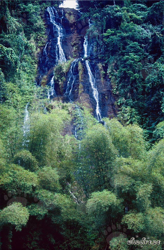 Cascade majestueuse entourée de verdure luxuriante dans la forêt tropicale fidjienne