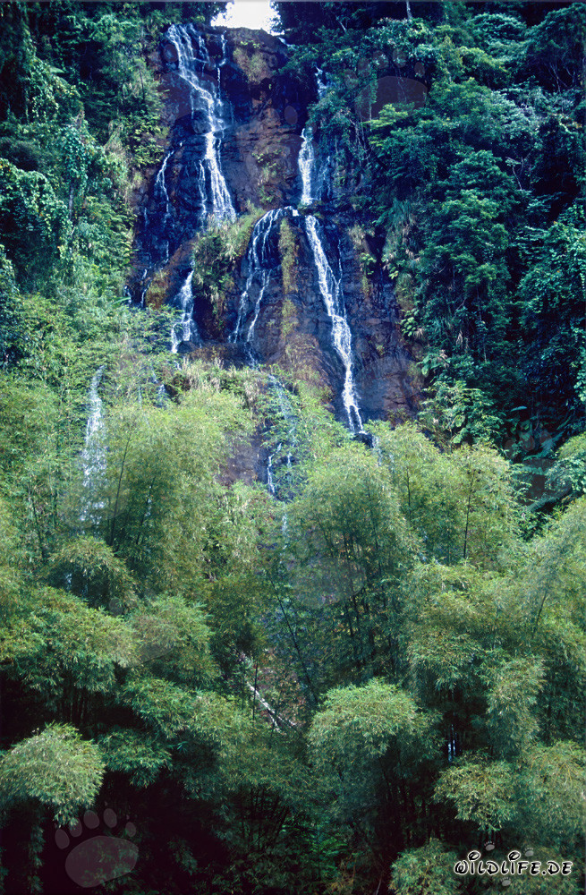Cascata maestosa circondata da lussureggiante vegetazione nella foresta pluviale delle Fiji