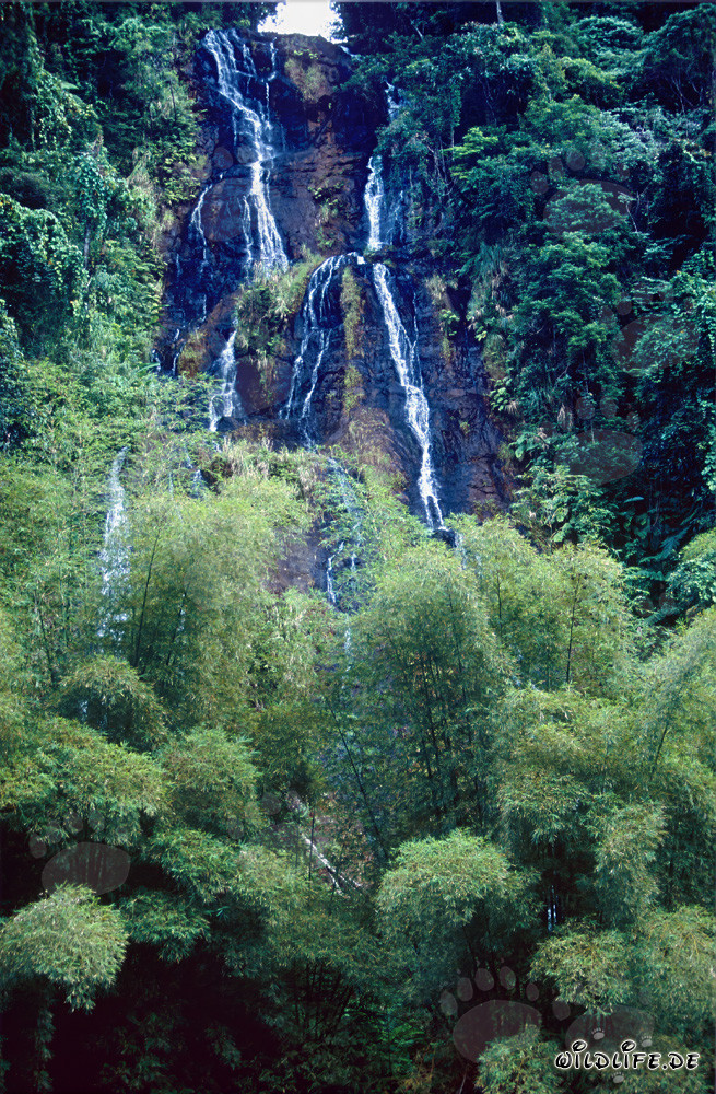 Majestic waterfall surrounded by lush greenery in the Fijian rainforest