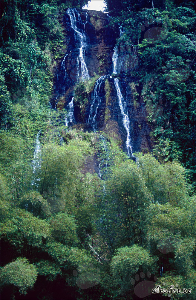 Cascada pintoresca en la selva tropical de Fiji