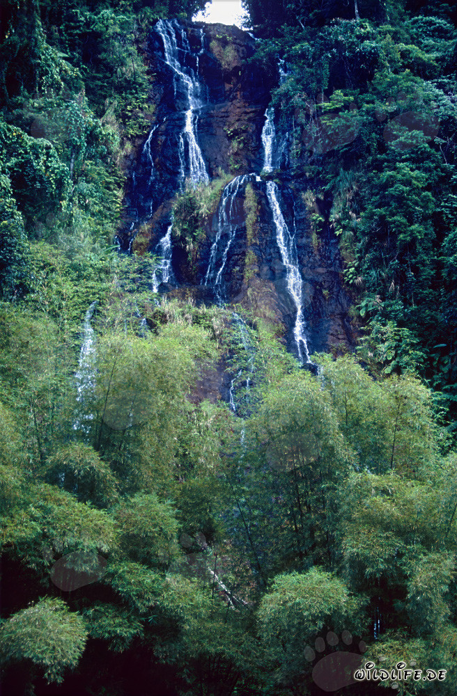Pittoresco cascata nella foresta pluviale di Fiji