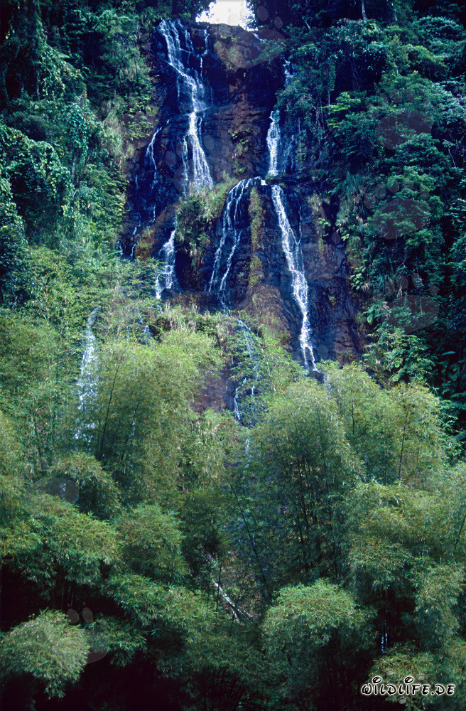 Chute d'eau pittoresque dans la forêt tropicale de Fidji