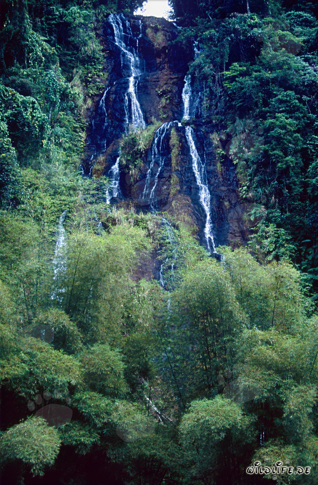 Malerischer Wasserfall im Regenwald von Fiji
