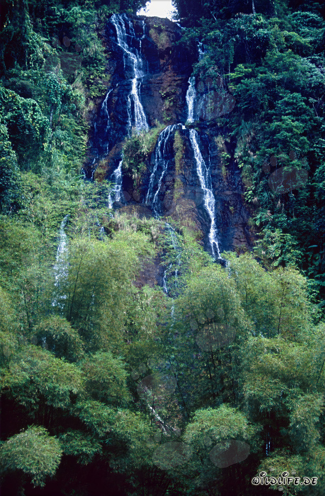 Picturesque Waterfall in the Rainforest of Fiji