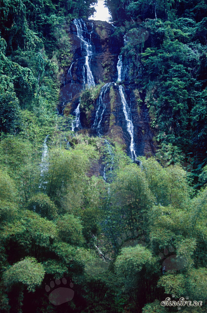 Cascada pintoresca en la exuberante selva de Fiji
