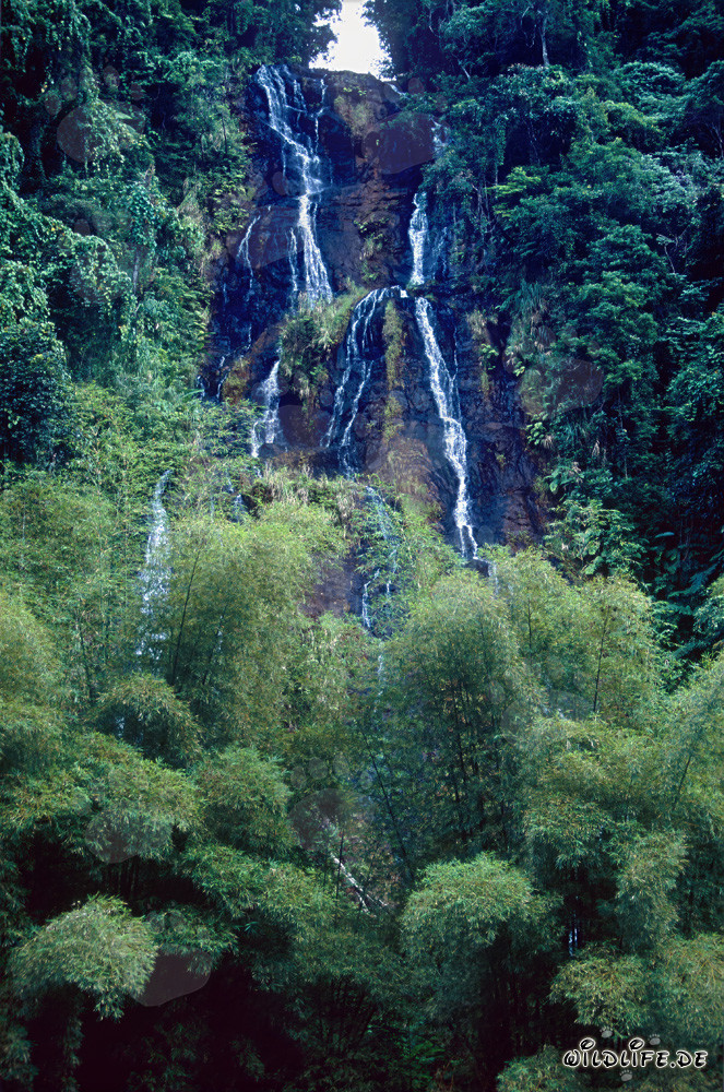 Cascata pittoresca nella lussureggiante foresta pluviale di Fiji