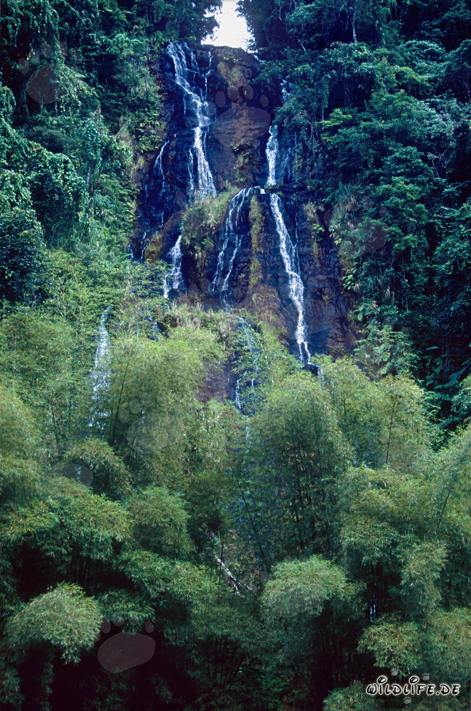 Chute d'eau pittoresque dans la luxuriante forêt tropicale de Fidji